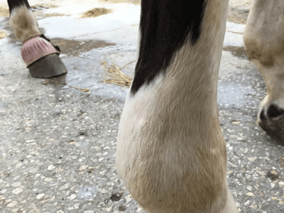 Soins : coups de soleil et photosensibilisation chez le cheval