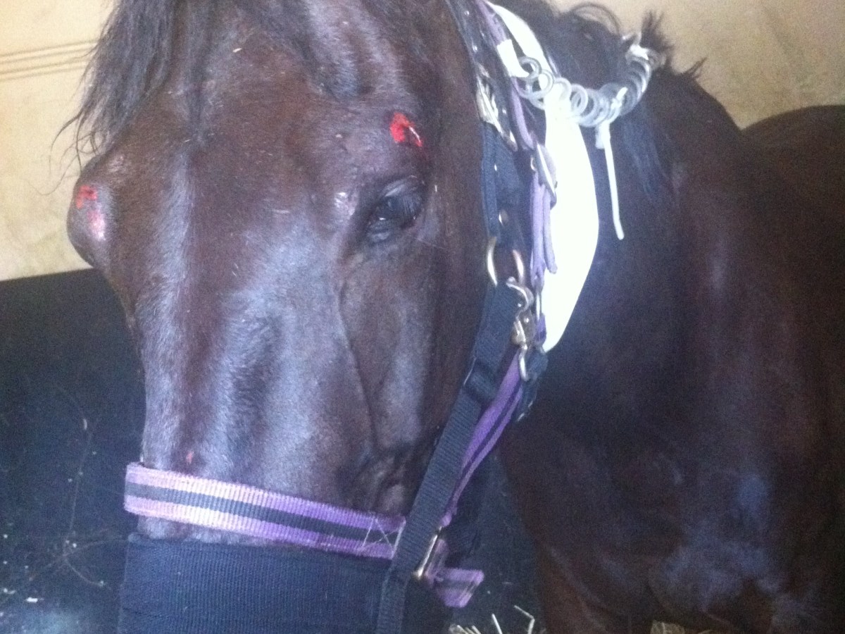 Dossier Assurances : les frais vétérinaires, ça vaut le coup ou pas ?