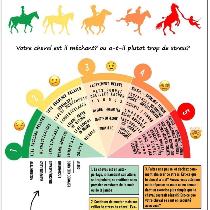 Caractériel, stressé ou mal ? Savoir reconnaître les signes de stress et de douleur chez le cheval