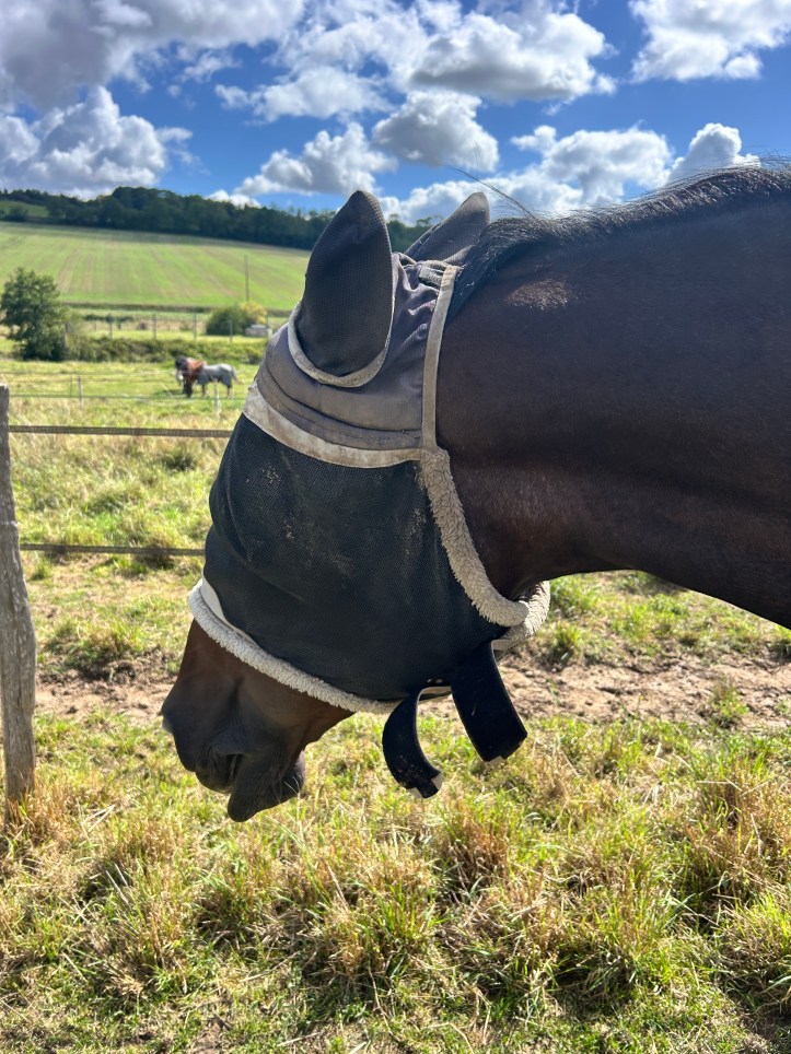 Masque anti mouches FlyGuard Pro de Shires après 2 saisons d'utilisation